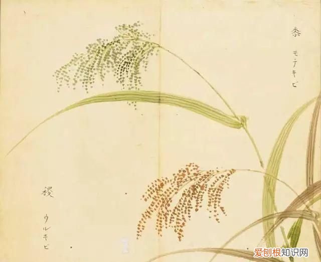 黍怎么读,柴门寂寂黍饭馨的馨怎么念xing