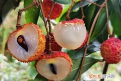 荔枝如何催熟，番荔枝怎么催熟