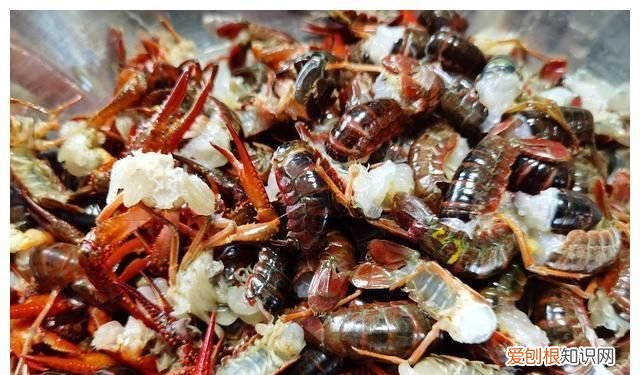 小龙虾退壳可以喂食，龙虾壳扔了可惜,能利用吗