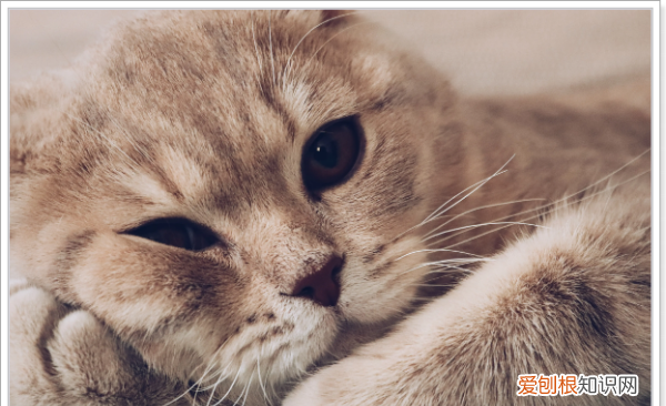 猫睡脚边代表什么，猫在床上睡脚边代表什么