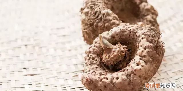 正宗龟苓膏是拿什么做的，正宗龟苓膏是什么做的