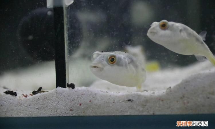 迷你鹦鹉不隔离能带大吗