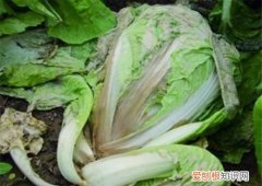 10至30天收成的菜