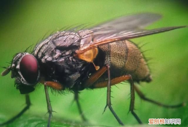 厕所灭苍蝇最有效的方法