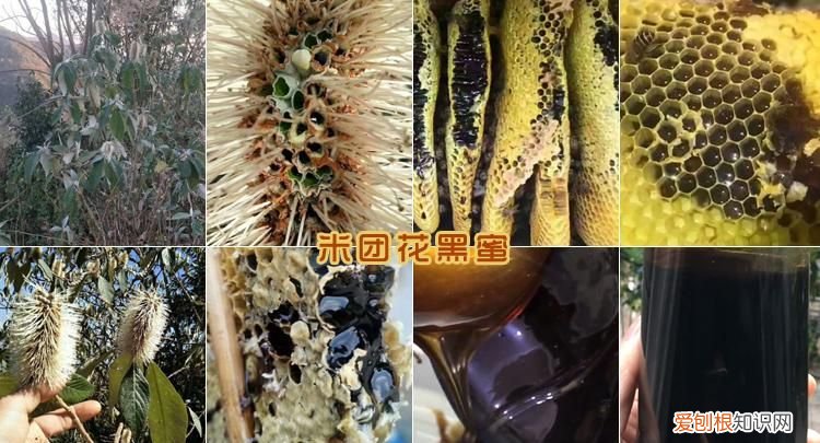 米团花黑蜜真假鉴别