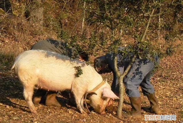 松露除了贵这些你可能还不知道,松露有什么口感