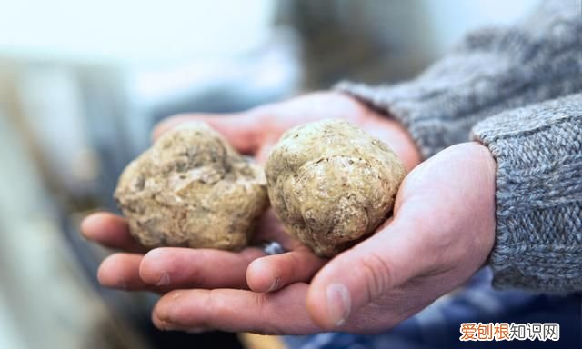 松露除了贵这些你可能还不知道,松露有什么口感