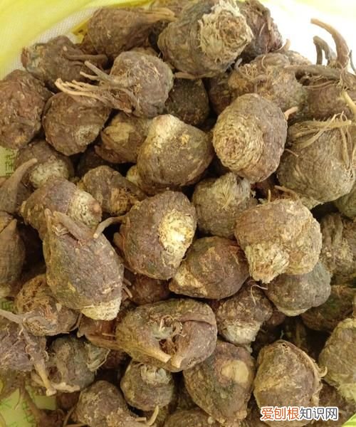 玛卡发源地，佛罗伦萨适合吃美食还是旅游