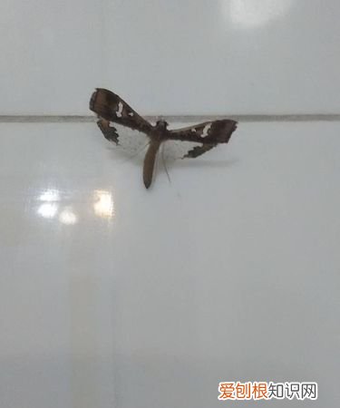 冬天家里好多飞蛾怎么回事，家里出现很多飞蛾是怎么回事