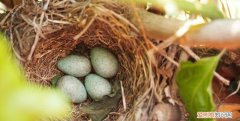 哪种鸟蛋是在土里孵化的，什么鸟把鸟蛋下到别的鸟窝让别的鸟孵化