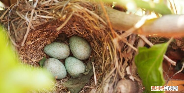 哪种鸟蛋是在土里孵化的,什么鸟把鸟蛋下到别的鸟窝让别的鸟孵化