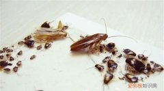 房间蟑螂怎么消灭最彻底
