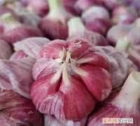 新蒜头怎么晒成老蒜，新挖的大蒜怎么处理