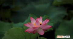 如波的寓意，吴姓女孩取名有气质好听的名字收藏