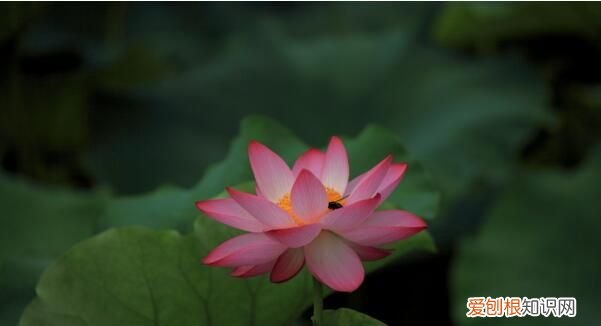 如波的寓意，吴姓女孩取名有气质好听的名字收藏