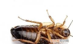 家里放什么可以预防蟑螂