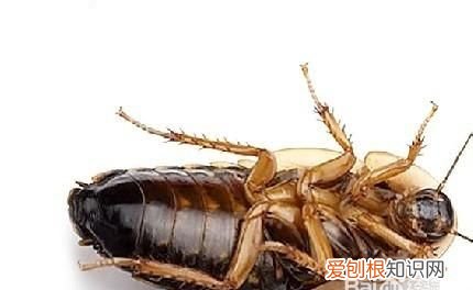 家里放什么可以预防蟑螂