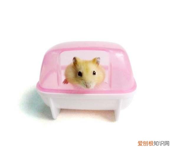 仓鼠浴盐是什么成分，仓鼠洗澡的浴沙是什么