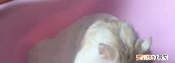 仓鼠浴盐是什么成分，仓鼠洗澡的浴沙是什么