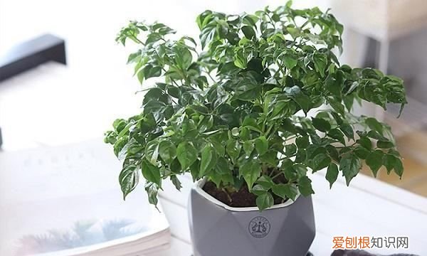 幸福树有黄叶子怎么办,幸福树发黄掉叶子怎么挽救视频