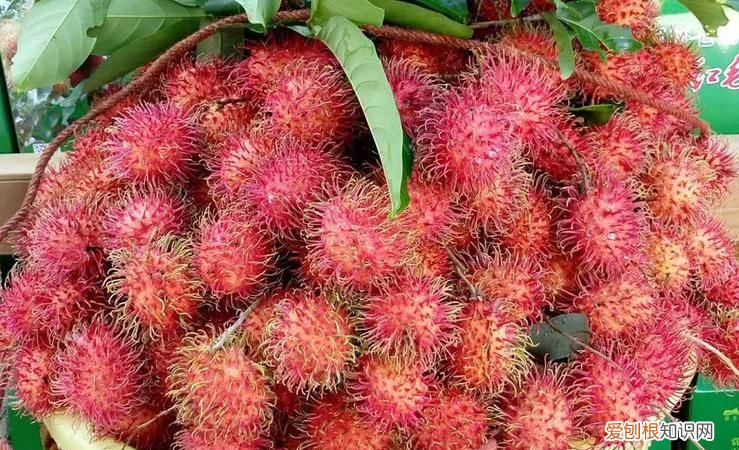 红毛丹是荔枝吗，水果红毛丹太酸了是不是坏了