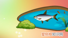 野钓肥水怎么钓鲫鱼，肥水钓鲫鱼用什么饵料最好