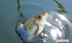 滑漂钓鲫鱼用多大的漂，吃铅5克的漂能滑漂钓鲫鱼吗