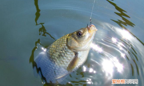 滑漂钓鲫鱼用多大的漂，吃铅5克的漂能滑漂钓鲫鱼吗