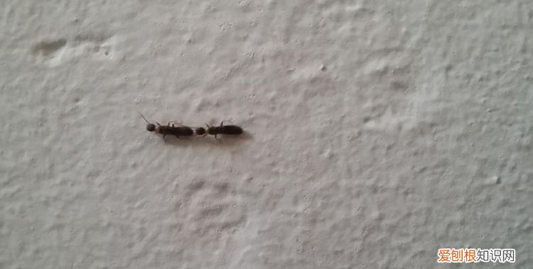 家里潮湿会有什么虫子，家里潮湿会出现什么虫