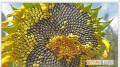 瓜子是向日葵结的果，葵花籽其实是向日葵的什么