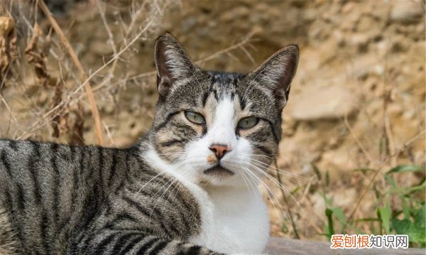 小猫不爱动什么原因，家里的猫没精神不吃饭