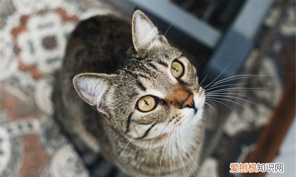 小猫不爱动什么原因，家里的猫没精神不吃饭