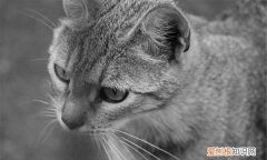 小猫不爱动什么原因，家里的猫没精神不吃饭