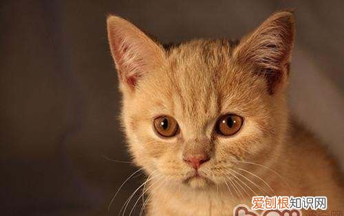 小猫不爱动什么原因，家里的猫没精神不吃饭