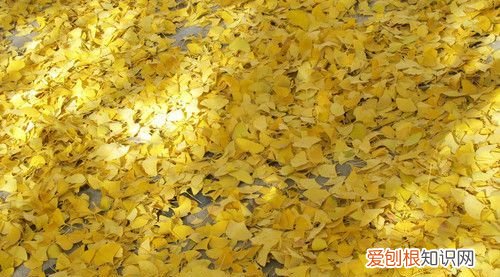 落叶随风飘落花落花深秋是什么意思