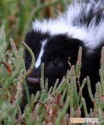 小动物辨别气味的方法，动物的血与人血有什么区别