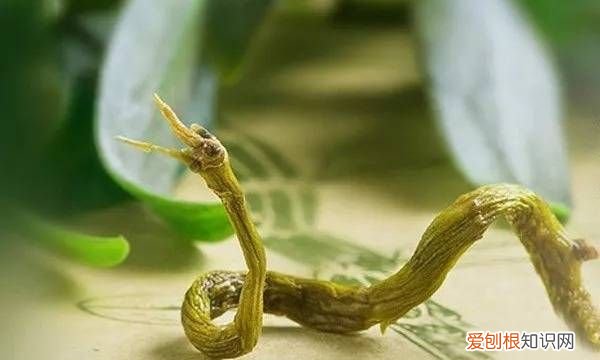 斛怎么读，三百石粮食的石怎么读