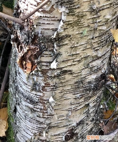树皮光滑度指的是什么，树皮光滑的一面是什么方向