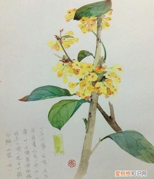 杭州的市花桂花寓意为贵香飘天下