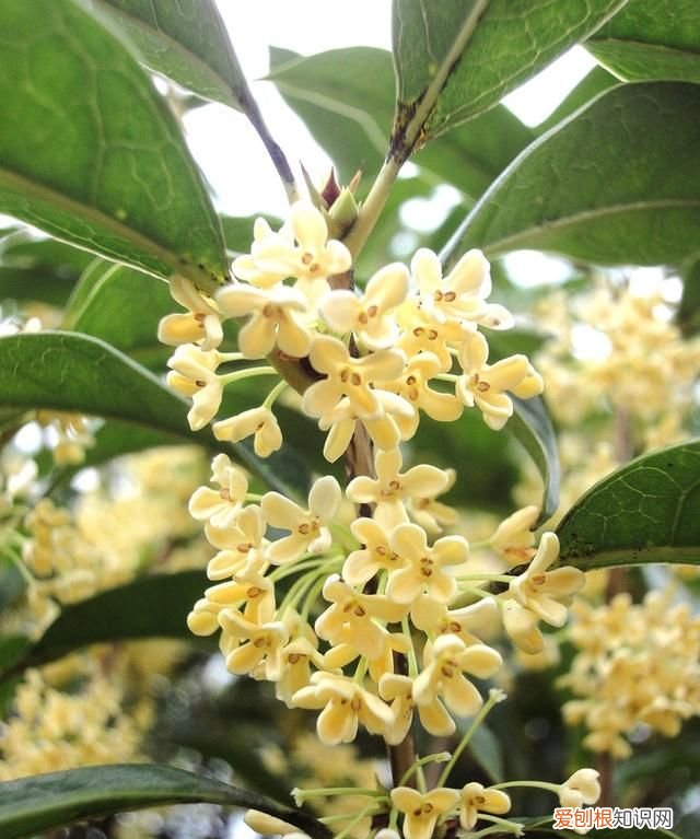 杭州的市花桂花寓意为贵香飘天下