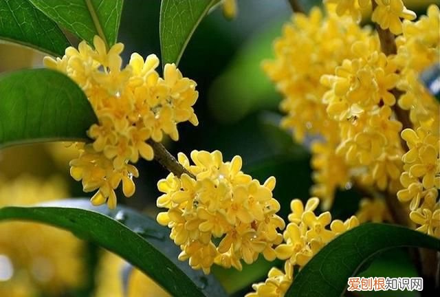 杭州的市花桂花寓意为贵香飘天下