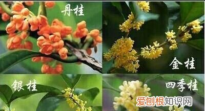 杭州的市花桂花寓意为贵香飘天下