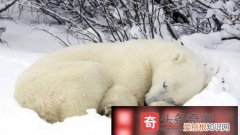 肥冬指什动物，仙客来冬天如何施肥