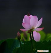 巧荷的寓意，什么字代表活力的意思