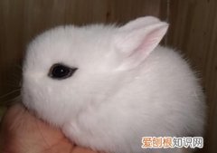 兔的家叫什么，兔子的脚趾是什么形状的