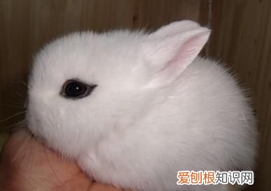 兔的家叫什么，兔子的脚趾是什么形状的