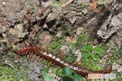 楼房家里有蜈蚣怎么办，下水道有蜈蚣爬出来怎么办