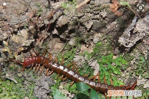 楼房家里有蜈蚣怎么办，下水道有蜈蚣爬出来怎么办