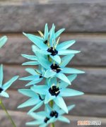 青旋的寓意，青璇这这个名字的寓意及出处