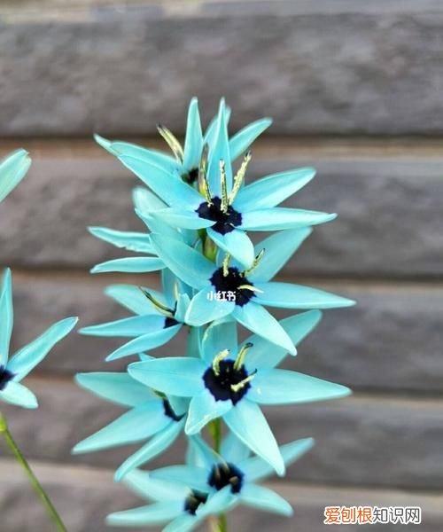 青旋的寓意,青璇这这个名字的寓意及出处